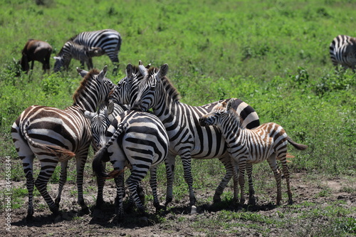 Ndutu Nationalpark  Tansania  Februar 2020