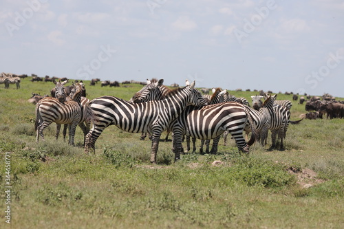 Ndutu Nationalpark  Tansania  Februar 2020