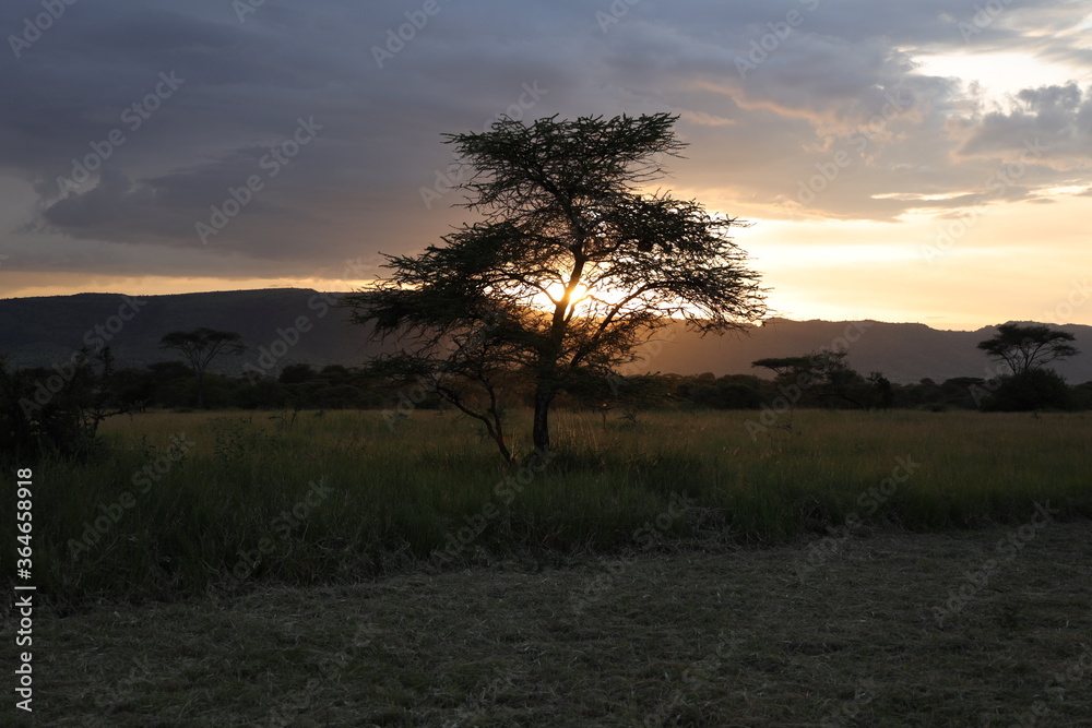 Ndutu Nationalpark, Tansania, Februar 2020 Ndutu Nationalpark, Tansania, Februar 2020