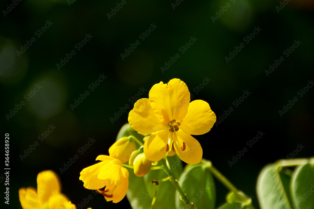 goldgelbe Blüten von Cassia Senna, Pflanze im Botanischen Garten in Gütersloh, Gelbe Cassia-Blume goldgelbe Blüten von Cassia Senna, Pflanze im Botanischen Garten in Gütersloh, Gelbe Cassia-Blume
