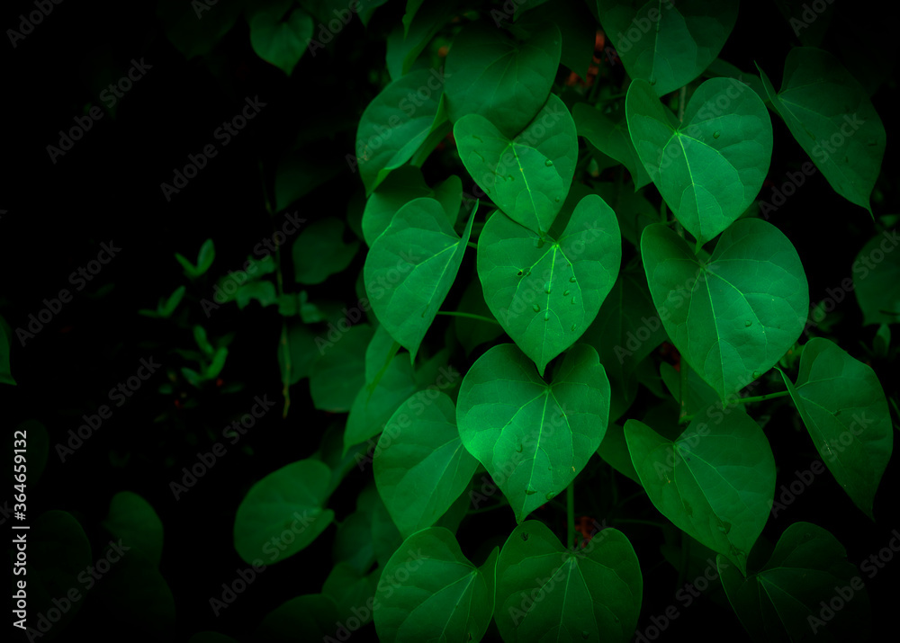 Green leaves pattern background, Natural background and wallpaper