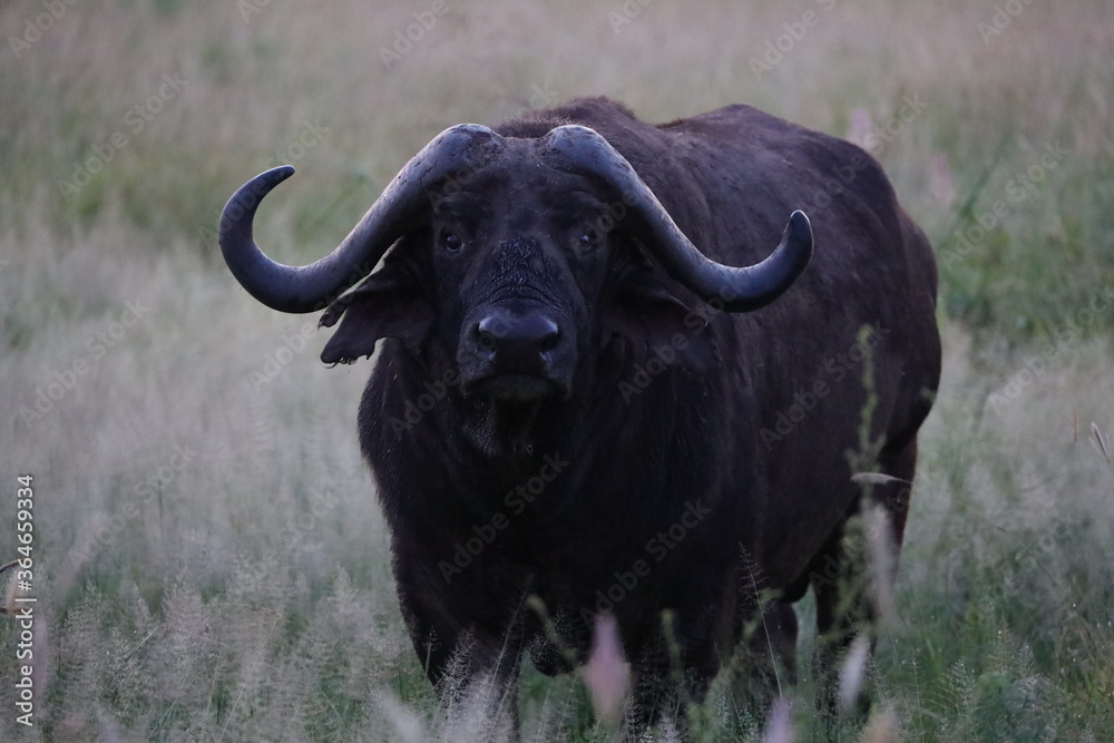 Naklejka premium Serengeti Nationalpark, Tansania, Februar 2020