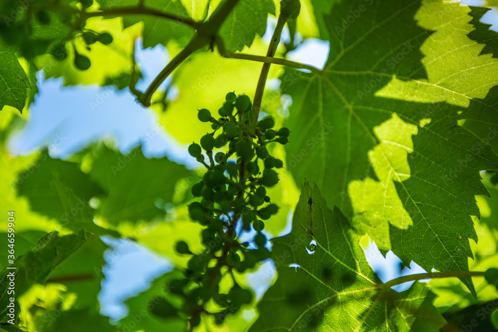 green raw grapes and leaves in the garden against a blue sky green raw grapes and leaves in the garden against a blue sky