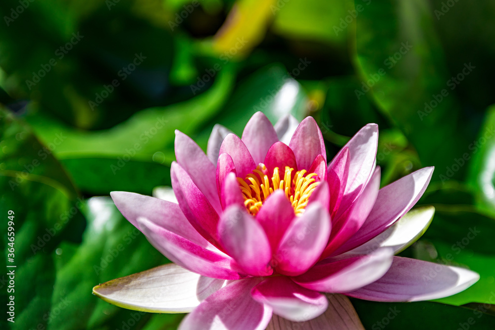 Water lily growing on an artificial water reservoir Water lily growing on an artificial water reservoir