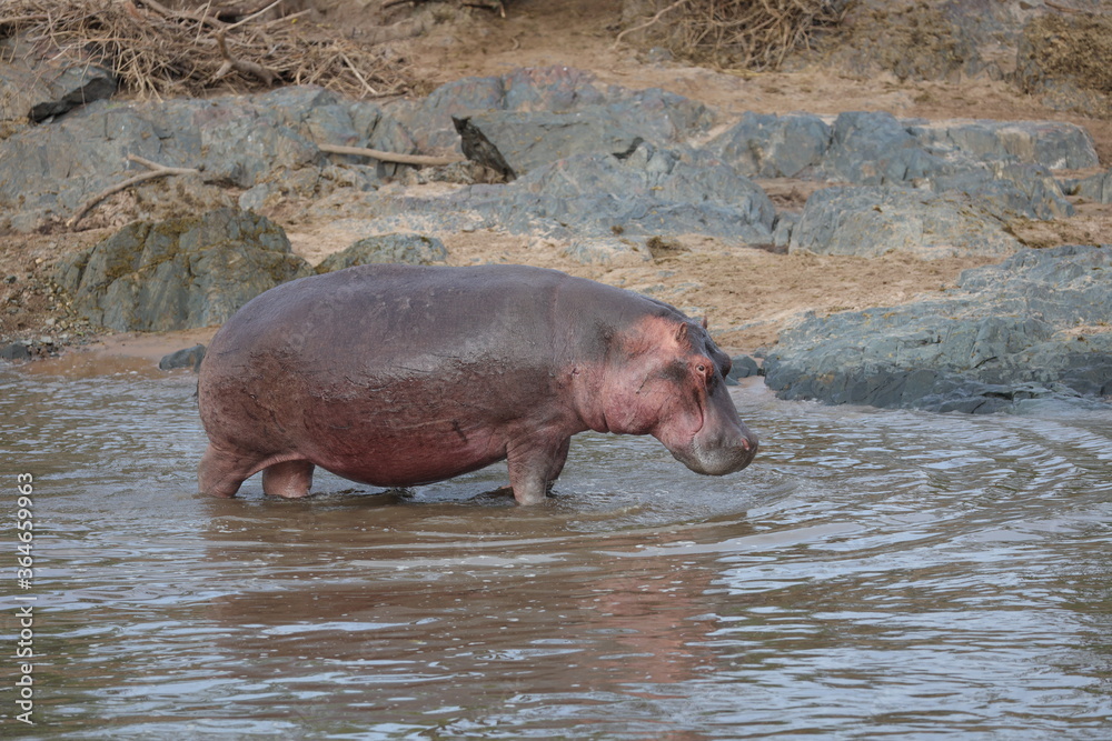 Serengeti Nationalpark, Tansania, Februar 2020, Hippo-Pool Serengeti Nationalpark, Tansania, Februar 2020, Hippo-Pool