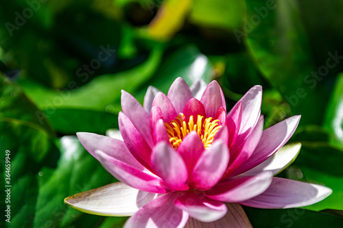 Water lily growing on an artificial water reservoir
