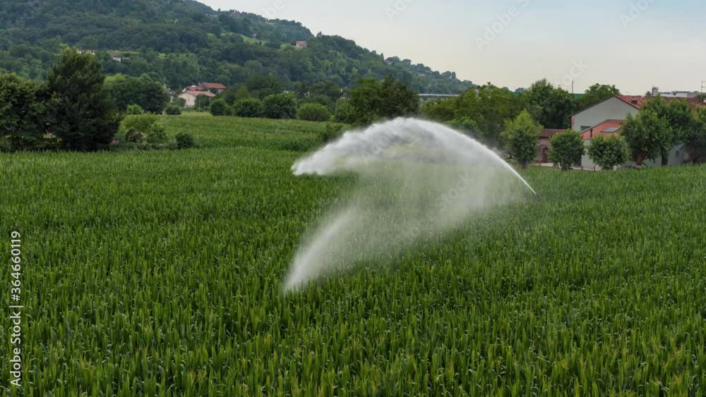 sprinkler spraying water on mais field