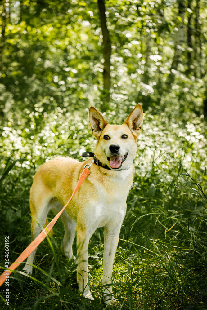dog for a walk in the park dog for a walk in the park