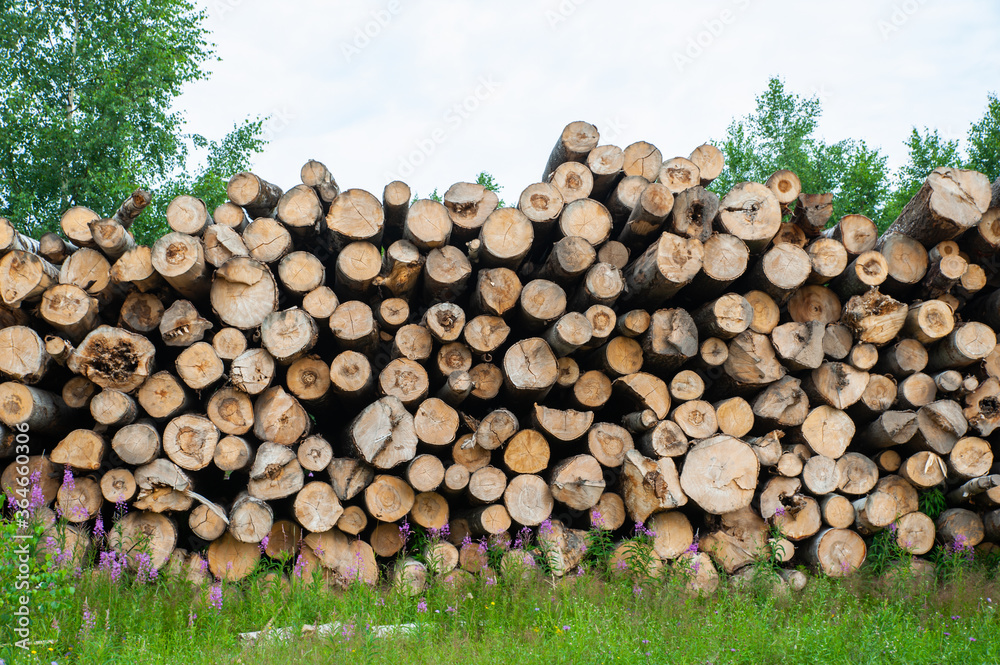 Wooden logs of pine woods in the forest.  Chopped tree logs stacked up on top of each other in a pile.