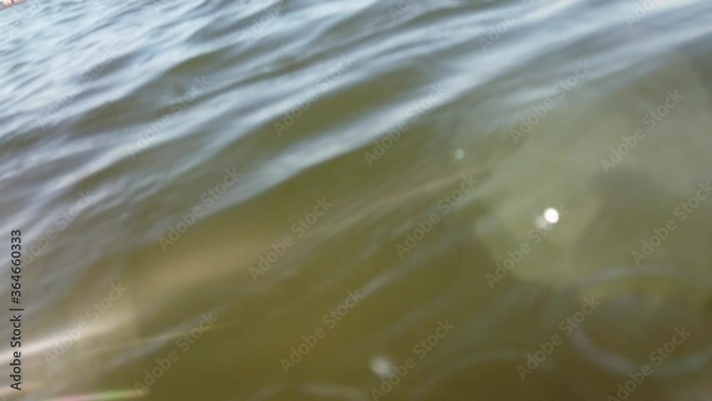 Jellyfish underwater at sea. Species of jellyfish Rhizostoma pulmo. Jellyfish underwater at sea. Species of jellyfish Rhizostoma pulmo.