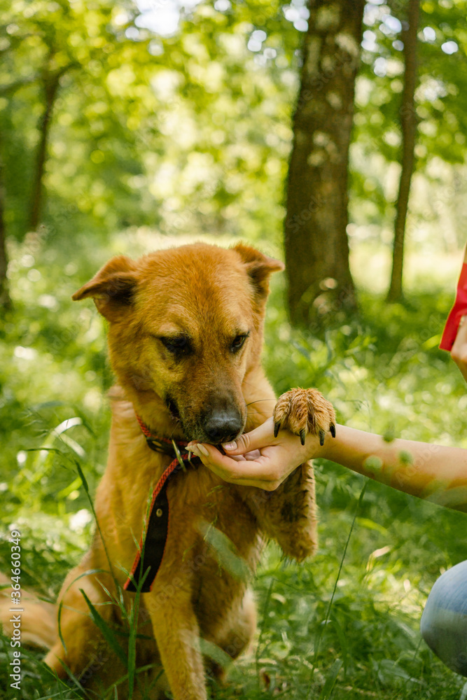 Naklejka premium dogs from a dog shelter walks in the forest