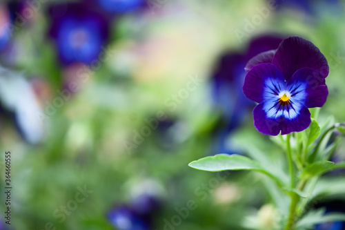 Blue flowers  pansies  macro, spring summer decorative flowers flowers, space for text