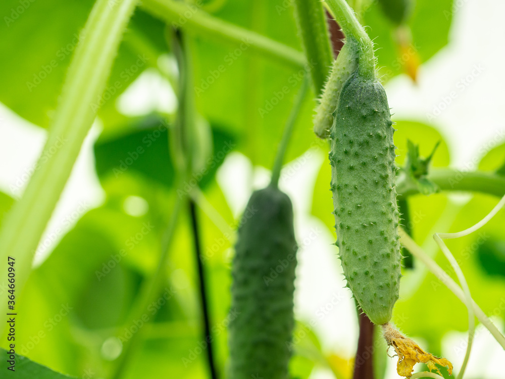 Selective focus on a young prickly cucumber on the branches in a home greenhouse. Organic and healthy vegetables. Copy space. Selective focus on a young prickly cucumber on the branches in a home greenhouse. Organic and healthy vegetables. Copy space.