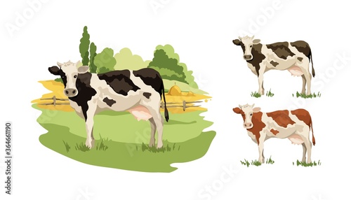 Blank for label with cow in different colors. Vector illustration, fields and meadows with cows.