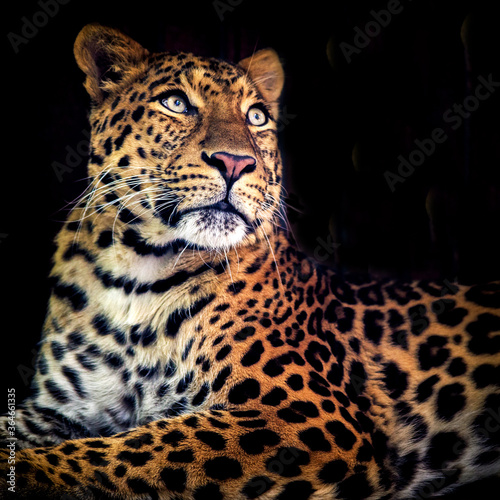 Chinese leopard portrait in nature