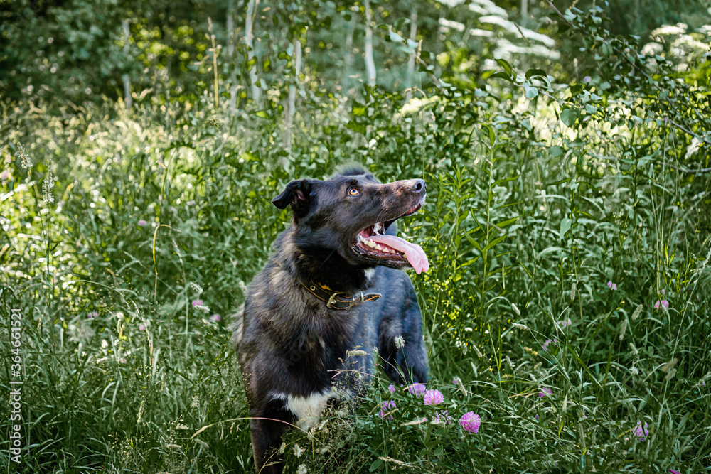 dogs from a dog shelter walks in the forest dogs from a dog shelter walks in the forest
