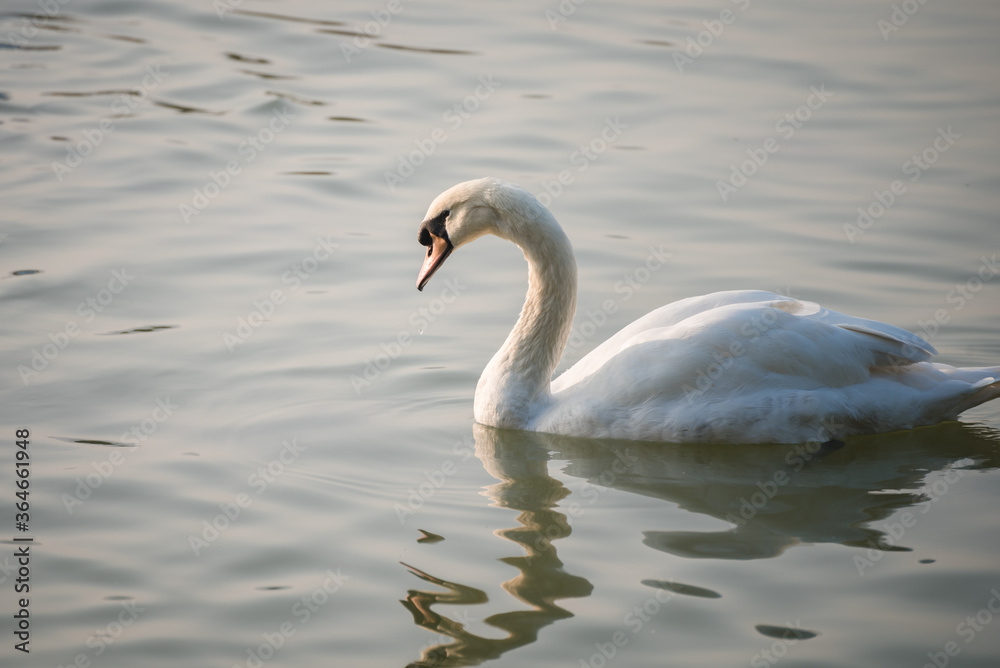 A lonely swan swims in the lake with the reflection in the water. A lonely swan swims in the lake with the reflection in the water.