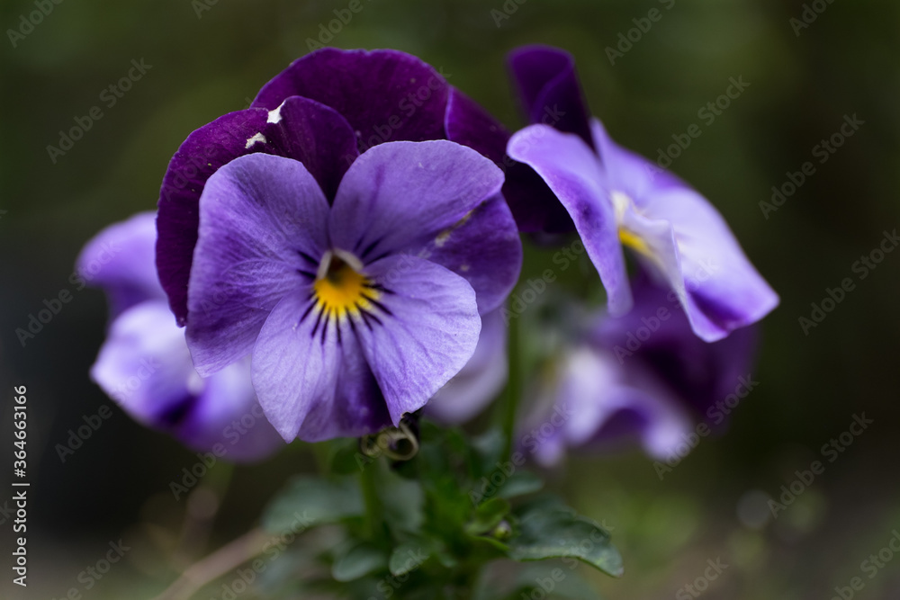 Close up of a Heartsease or Viola tricolor in a garden. Focus on the purple petals of the flower