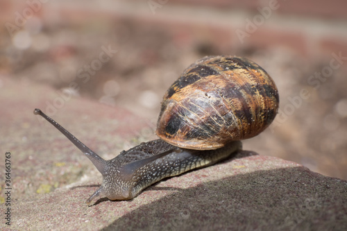 Roman snail crawls over a brick wall, in the sun