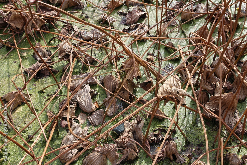 The withered lotus leaves in the pond in autumn, South Korea The withered lotus leaves in the pond in autumn, South Korea