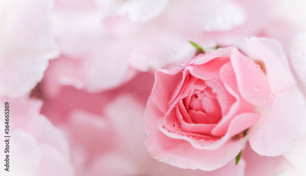 Beautiful pink rose with water drops. Can be used as background. Soft focus. Romantic style Beautiful pink rose with water drops. Can be used as background. Soft focus. Romantic style