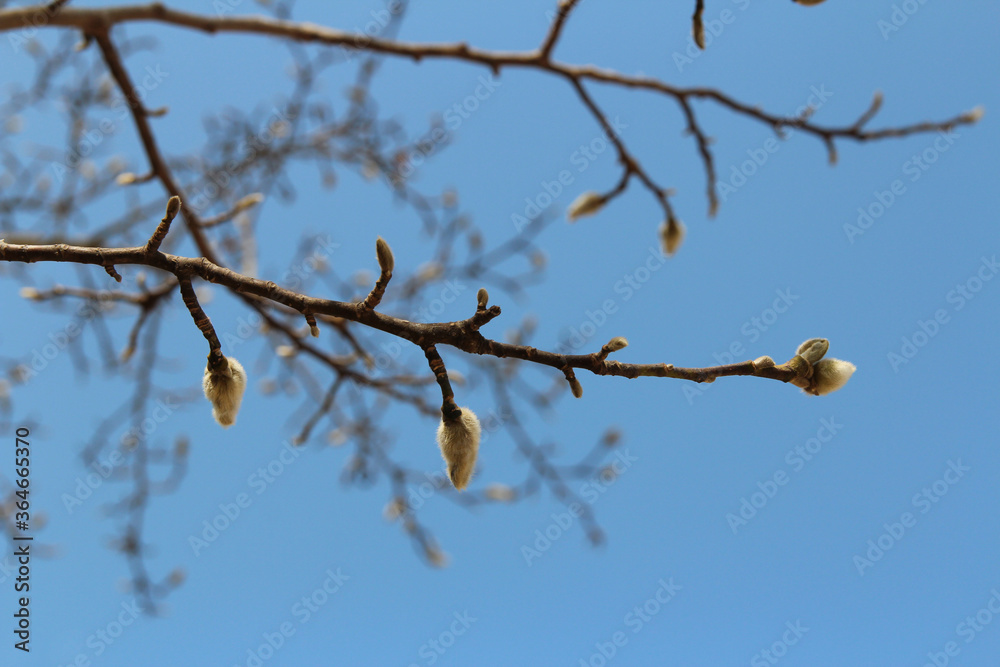 Magnolia buds with the artistic branch and clear blue sky in autumn, South Korea Magnolia buds with the artistic branch and clear blue sky in autumn, South Korea