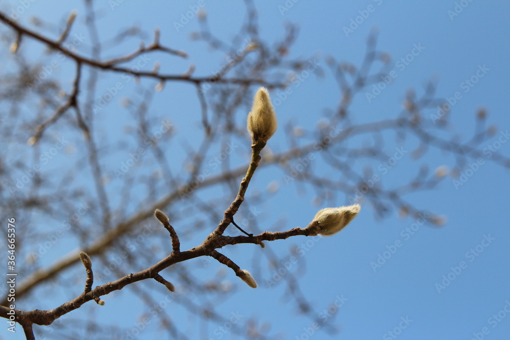 Magnolia buds with the artistic branch and clear blue sky in autumn, South Korea Magnolia buds with the artistic branch and clear blue sky in autumn, South Korea