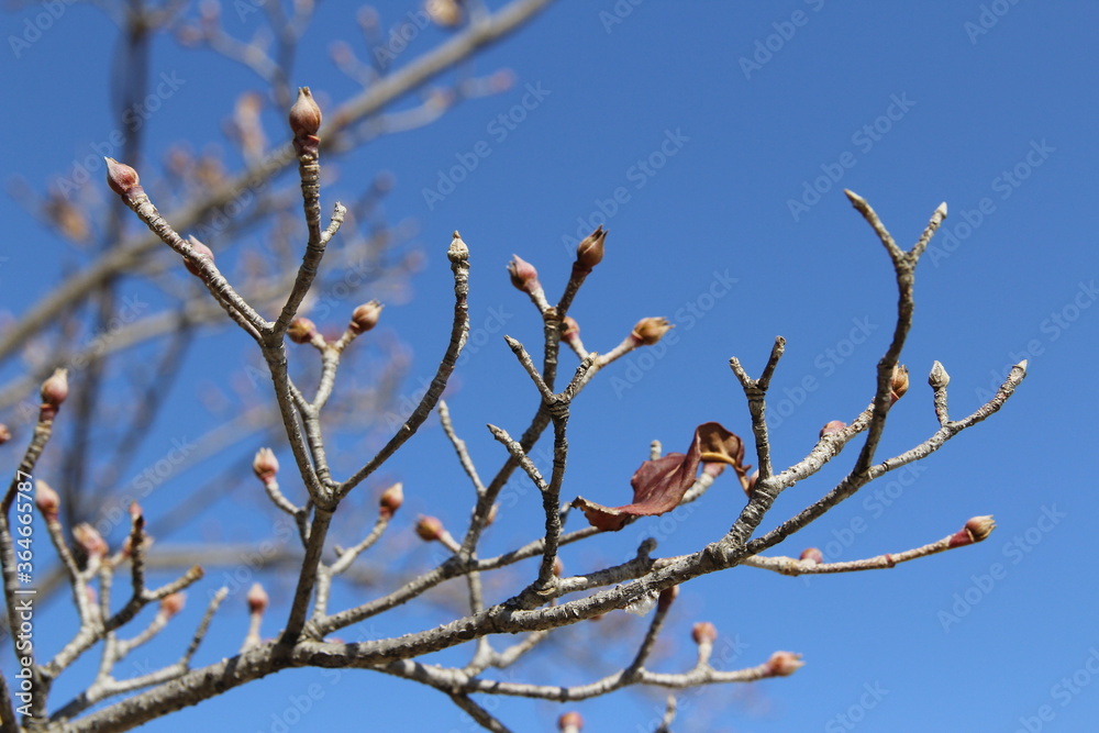 Cornus kousa buds, branches and leaf against the clear blue sky in autumn, South Korea Cornus kousa buds, branches and leaf against the clear blue sky in autumn, South Korea