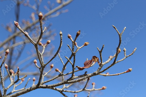 Cornus kousa buds, branches and leaf against the clear blue sky in autumn, South Korea