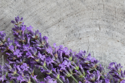 Lavender flowers on a gray background of an old stump