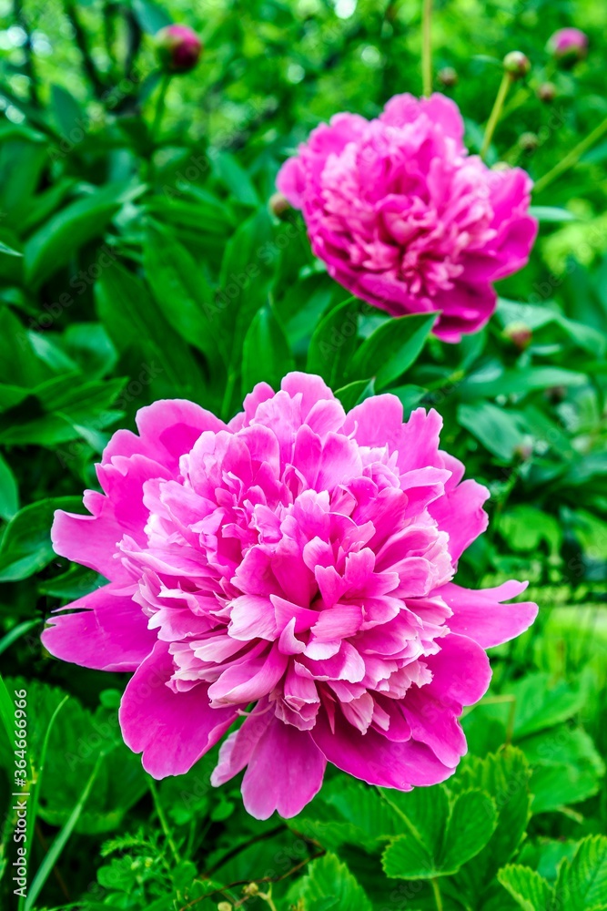 Peony pink flowers on a bush on a summer evening.