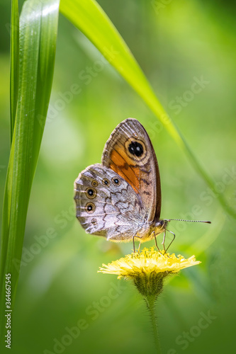 Mauerfuchs - Lasiommata megera photo