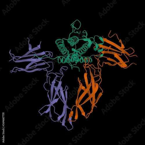 3D cartoon model of human growth hormone (green) interacting with the extracellular domain of its receptor (violet and brown), black background photo