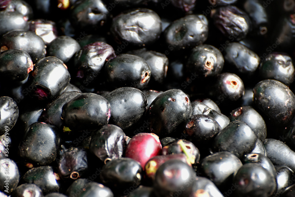 A wicker basket full of jamun berries (Eugenia jambolana, also known as Java plum, or black plum). A wicker basket full of jamun berries (Eugenia jambolana, also known as Java plum, or black plum).