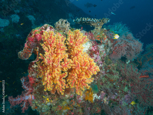 Fototapeta Naklejka Na Ścianę i Meble -  Yellow gorgonian corals fully opening polyps (Koh Tachai, Similan National Park, Thailand)