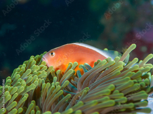 Skunk anemonefish in Magnificent sea anemone © Mayumi.K.Photography