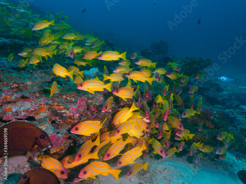 School of Five lined snapper at coral reef (Koh Bon, Similan National Park, Thailand)