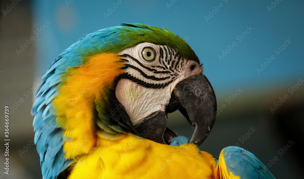 Obraz premium blue and yellow macaw
