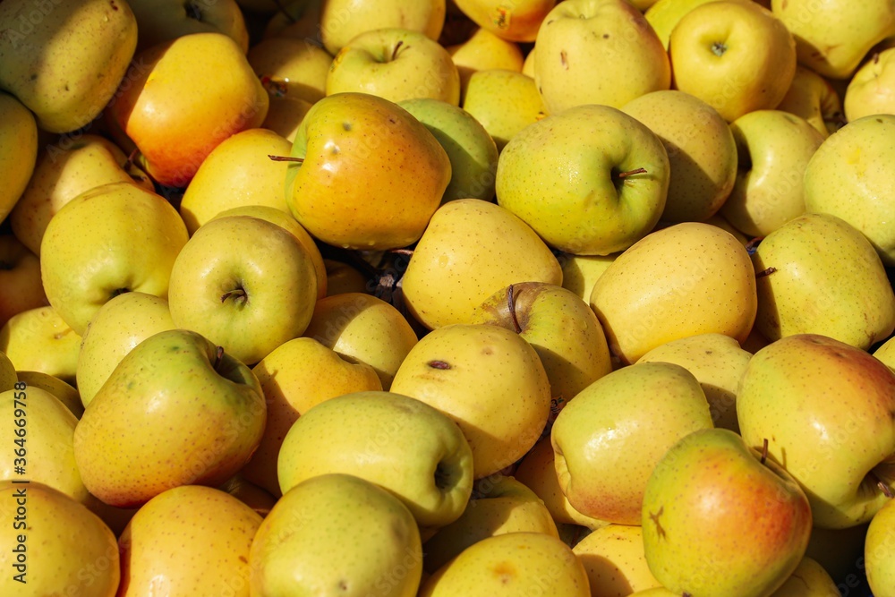 organically grown apples for sale at the market