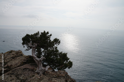 lonely tree on the beach © viktoiav