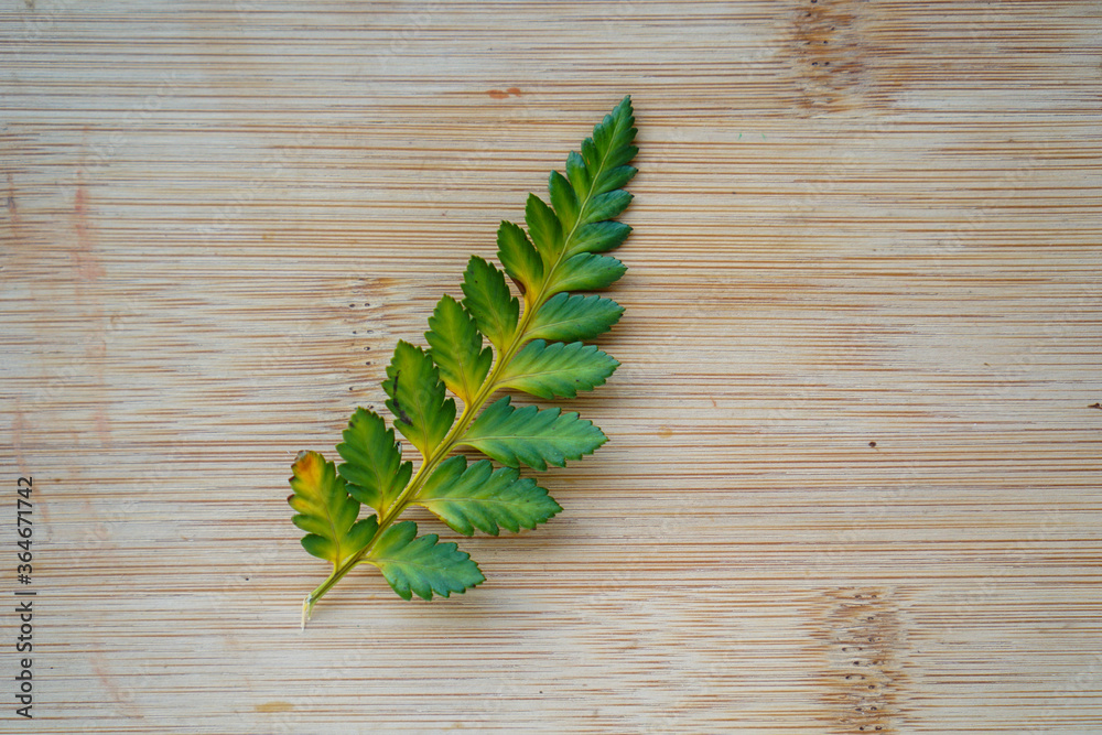 color change of fern leaf on rustic wooden background. Climate change concept