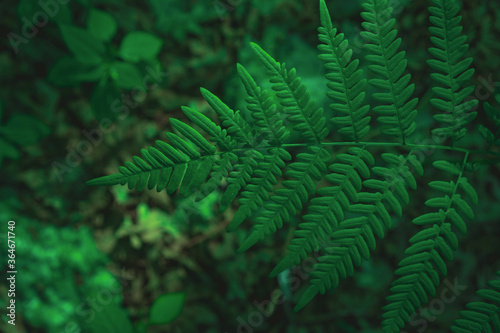 Green fern leaf as a close-up background image