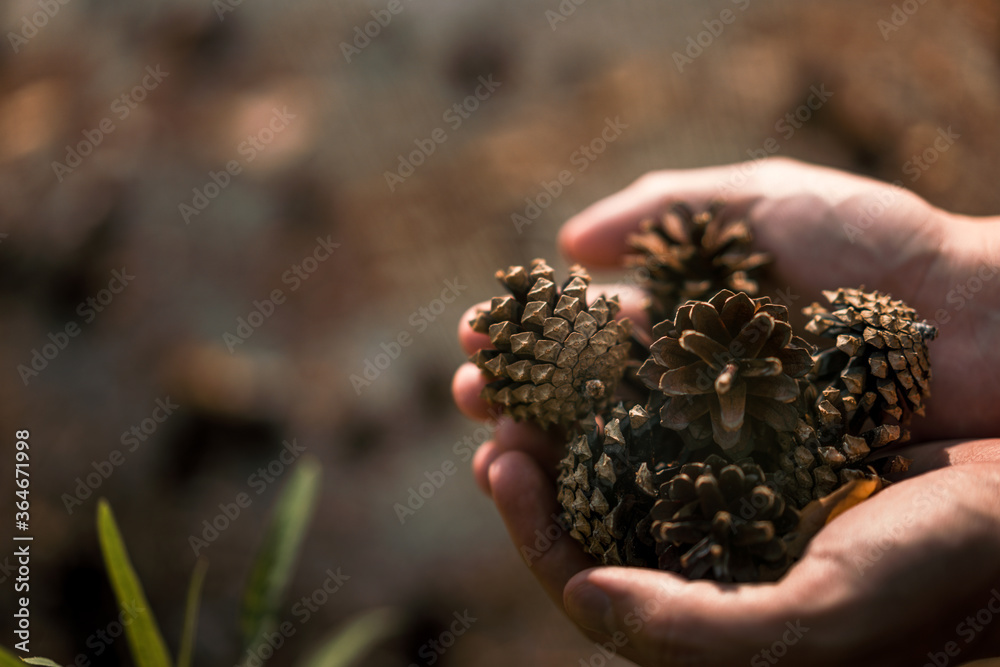 Pine cones in men's hands. Close up. The concept of saving the forest and ecology, a place for the text copy space Pine cones in men's hands. Close up. The concept of saving the forest and ecology, a place for the text copy space