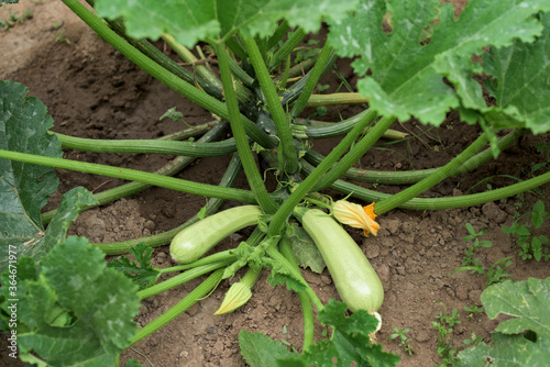 Young green plant zucchini - fruits and blossoms