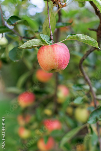 A red-yellow ripe apple hangs on a branch of an apple tree