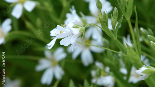 Stellaria is white. White little flowers. Stellaria is small. © Анна Купчик