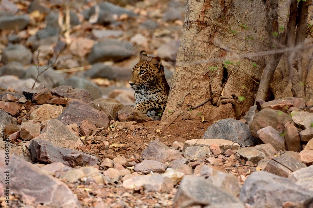 Elusive Leopard resting