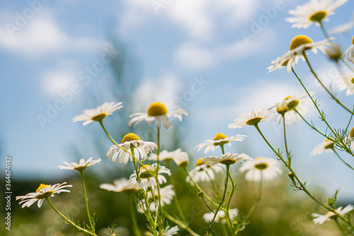 daisies in a field against a blue sky © Ирина Журавлева