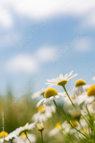 daisies in a field against a blue sky