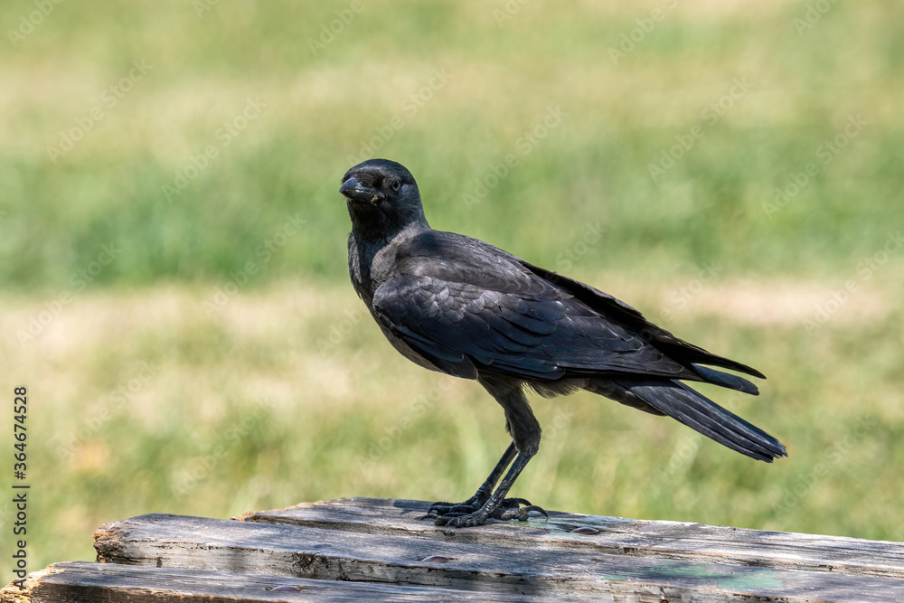 The western jackdaw (Corvus monedula) on the green grass The western jackdaw (Corvus monedula) on the green grass